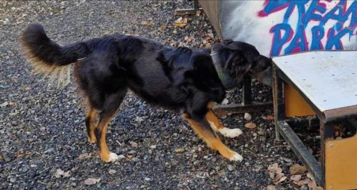 Gava Dogs Creative Dogtraining