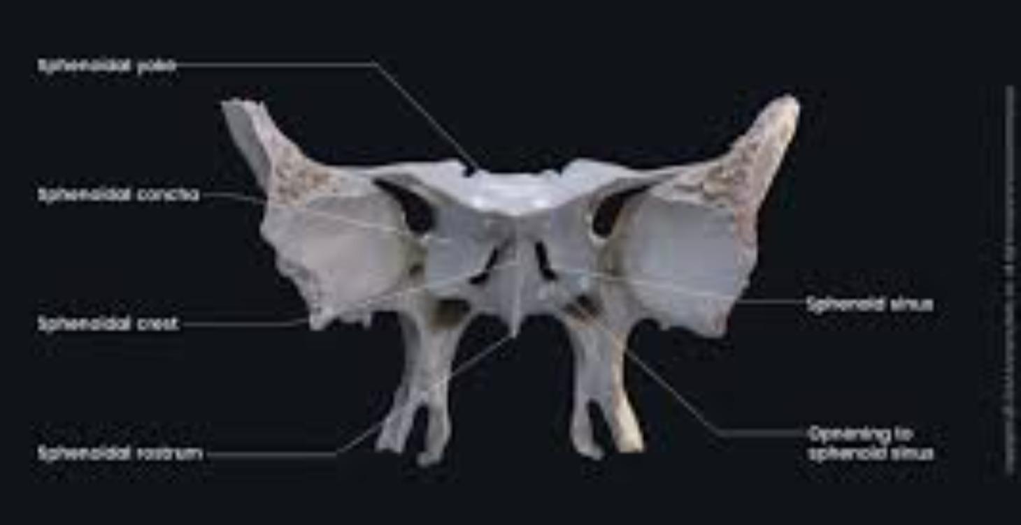 Sphenoid: Webinar and Course Series