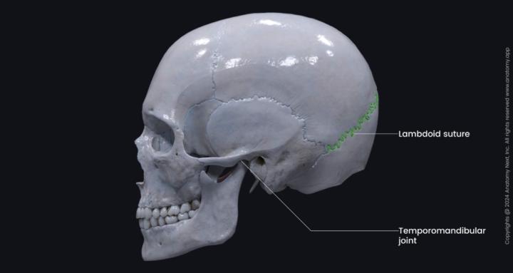 The Craniosacral Classroom