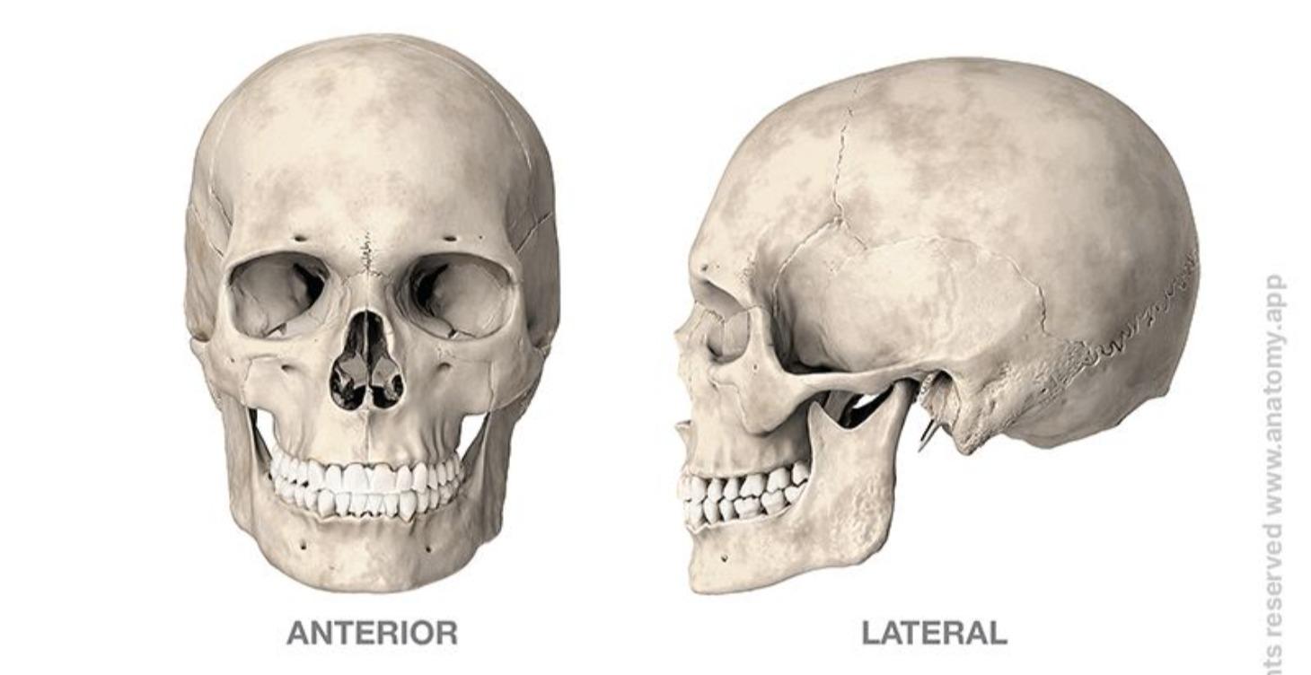 Cranial Motility & Motion