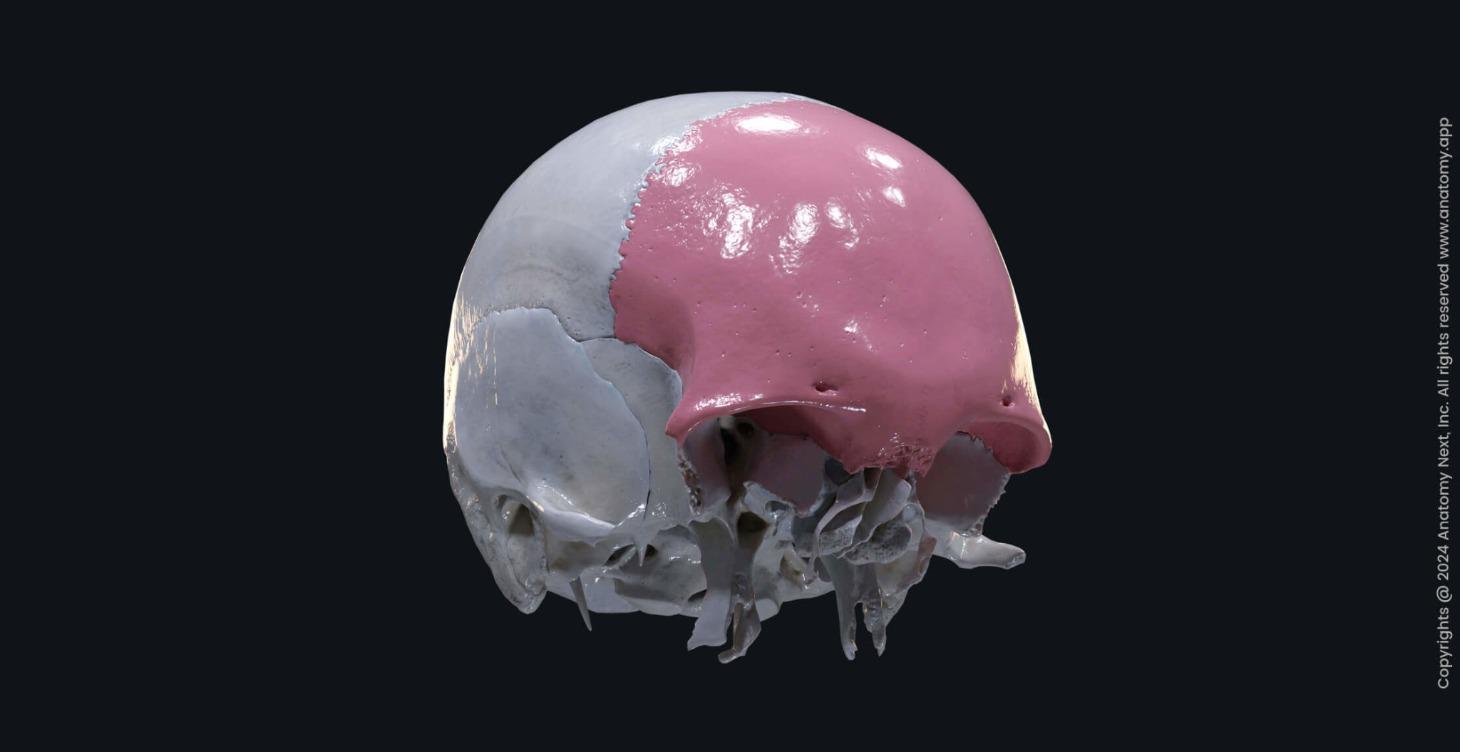 Webinar: Frontal and Parietal Bones