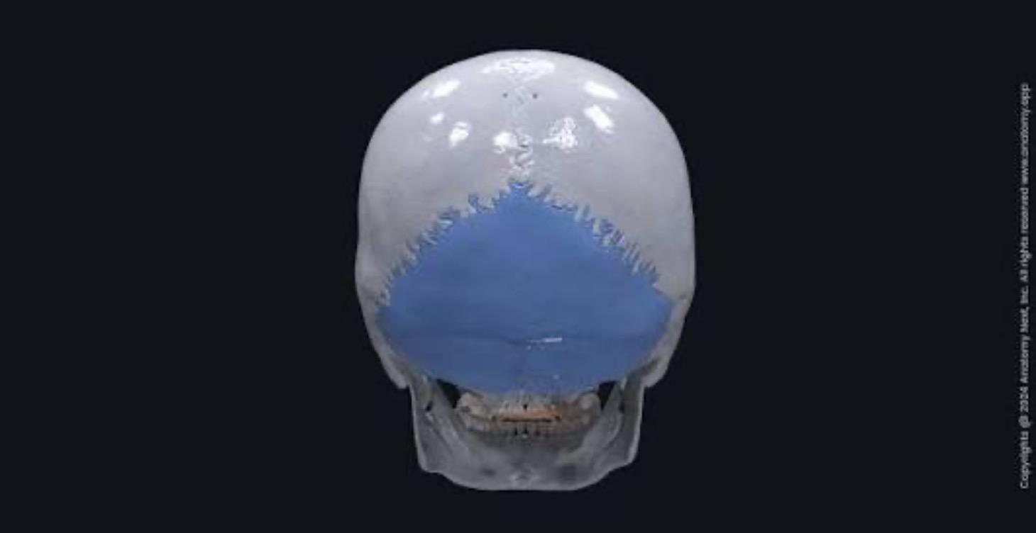Occipital Bone - April 2026