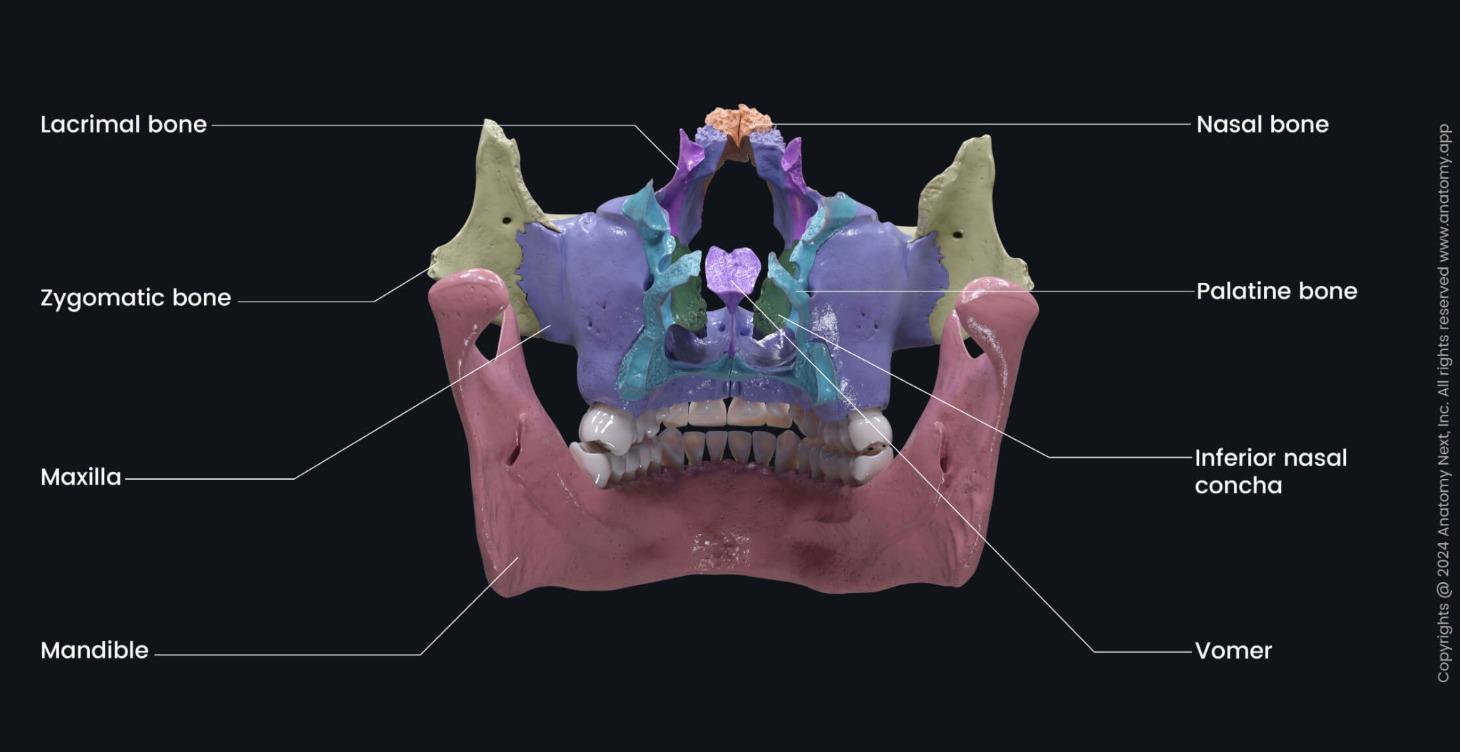 The Speed Reducers: Zygoma, Maxilla, Vomer