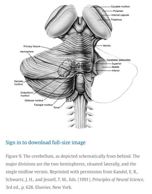 Concussion and the Vestibular System