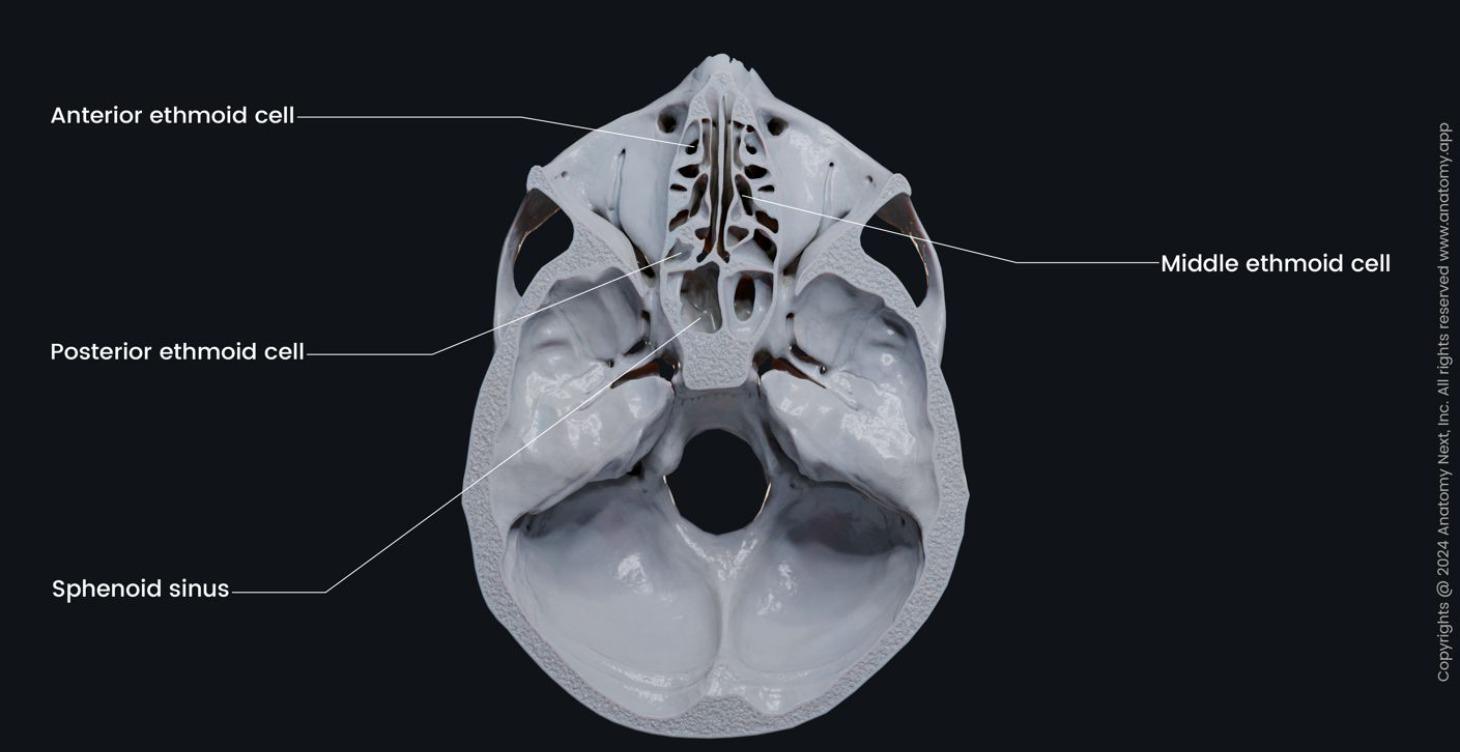 Cranial Sinuses