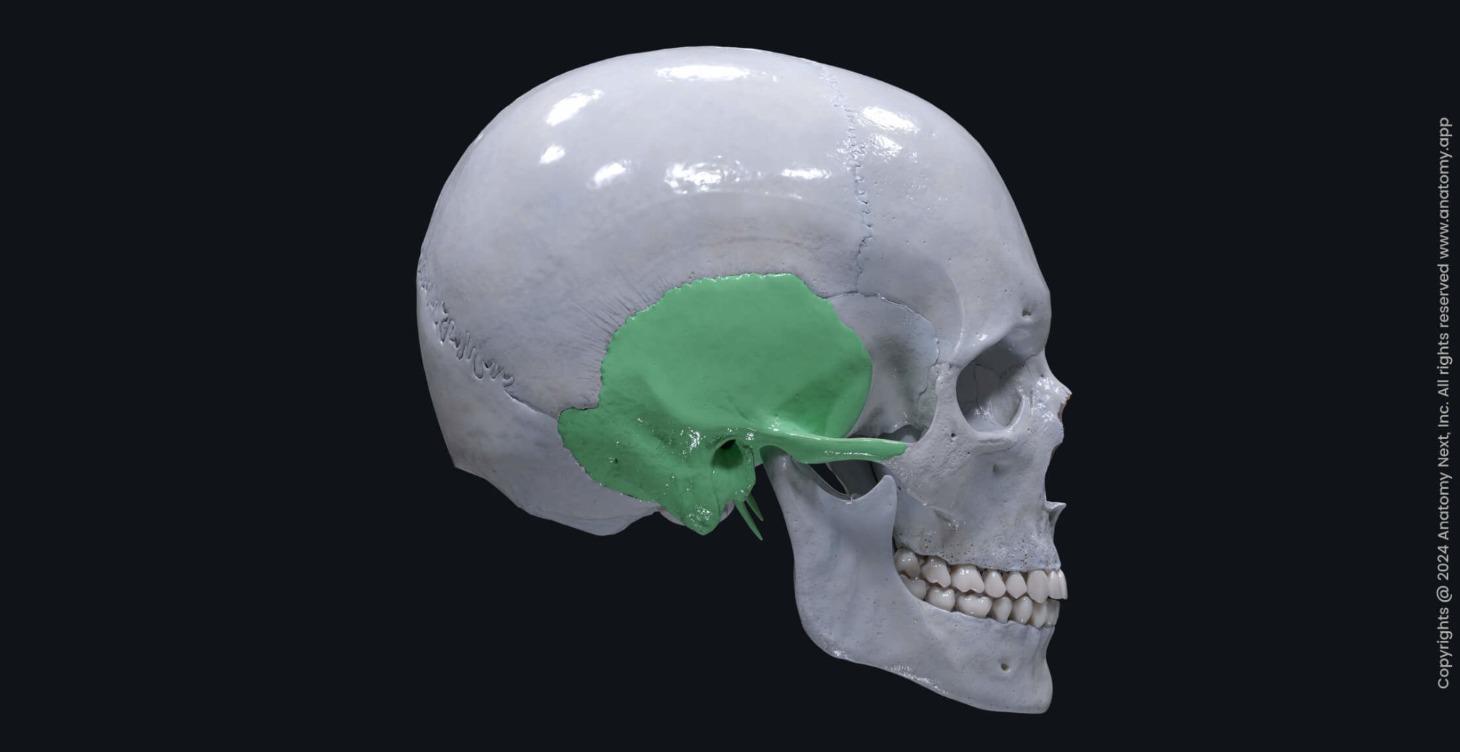 Temporal Bone