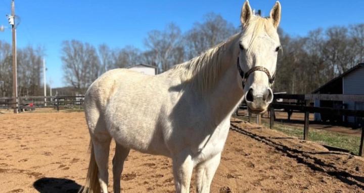 Bri’s Equine Course