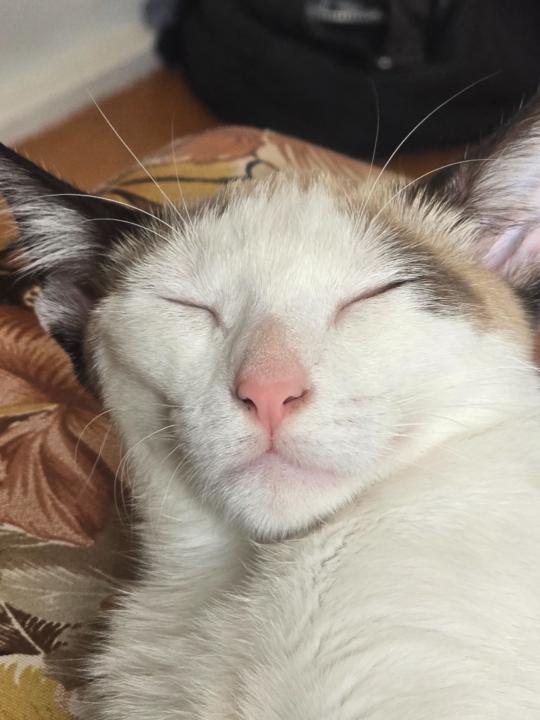 Anna Laura Alves de Souza Barreto