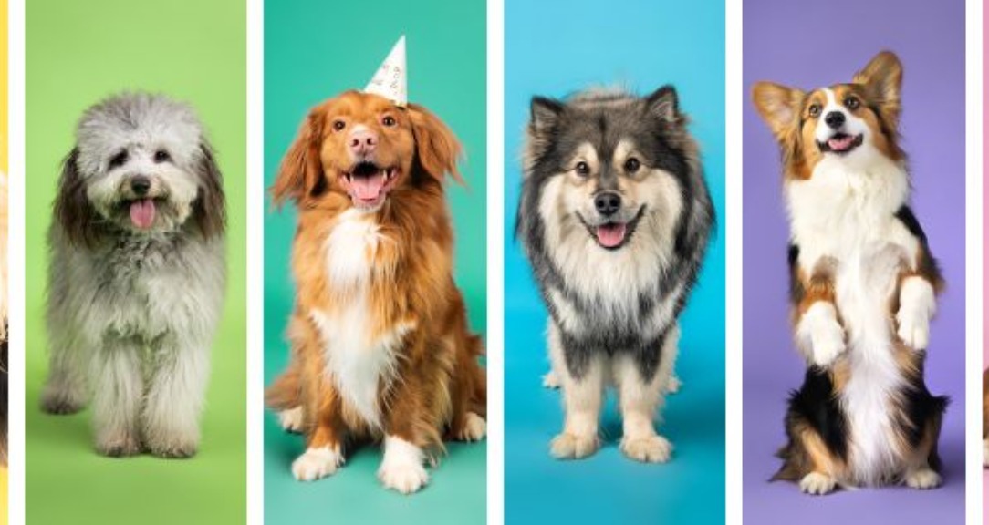 Extraordinary Canines