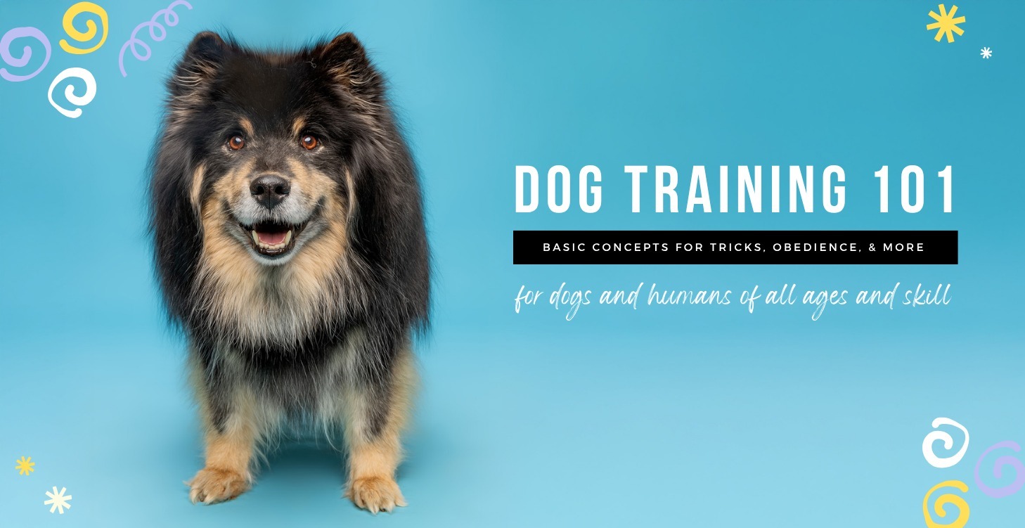 Dog Training 101