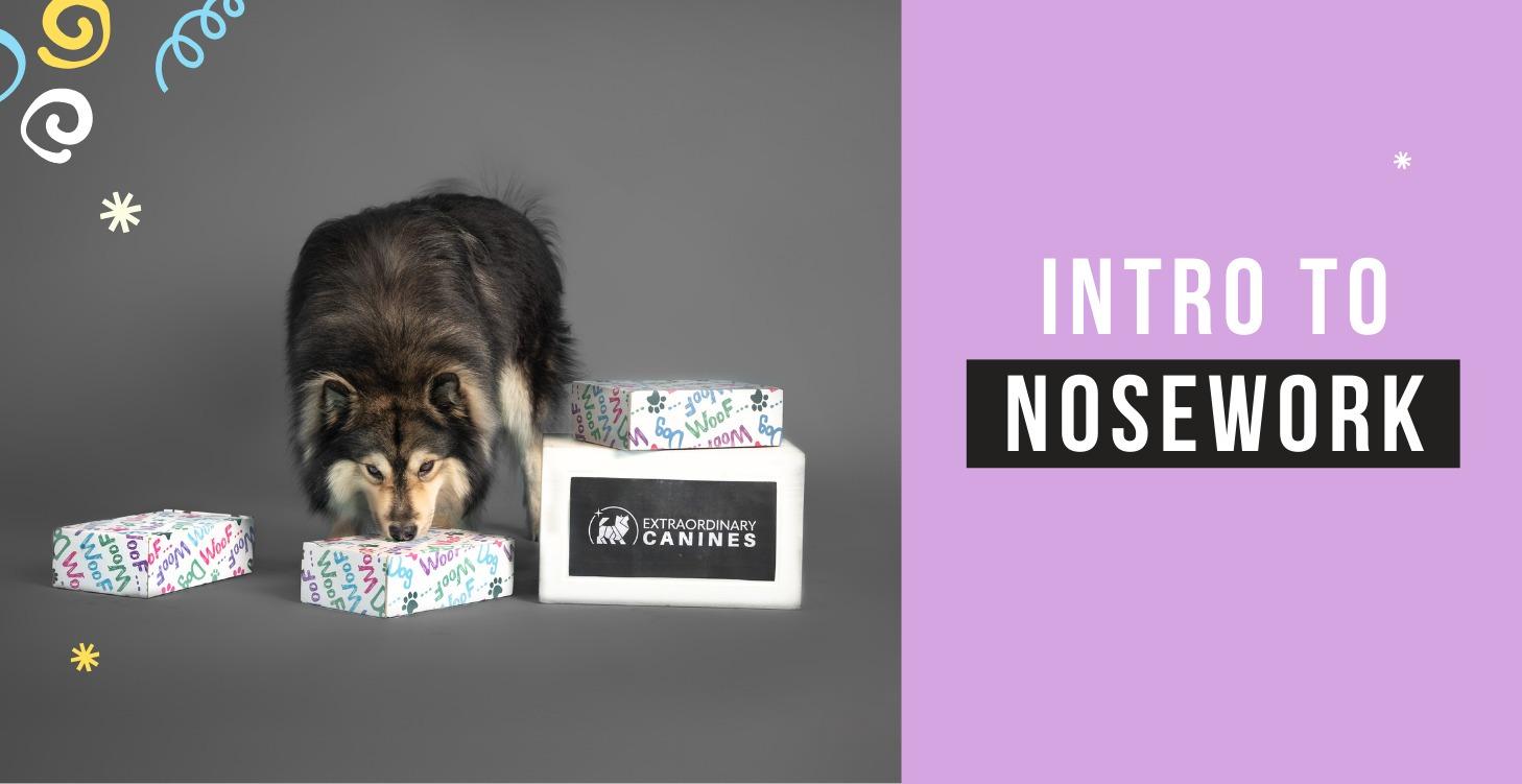 Nosework 101