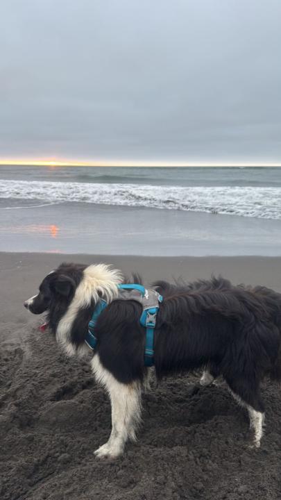 Marcelo Castro aguilera