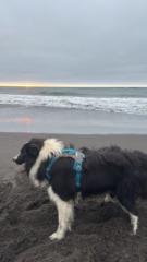 Marcelo Castro aguilera