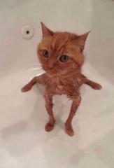 Chak Kuen Jacky Chow