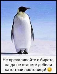 Силвия Мечкова