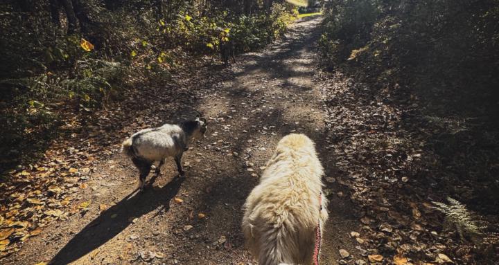 Paw&Hoof Animal Care