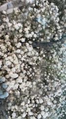 Elsa Milena Espinosa