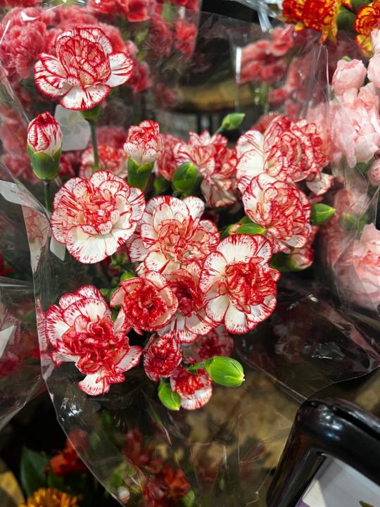 Jannelle Mendez Correa