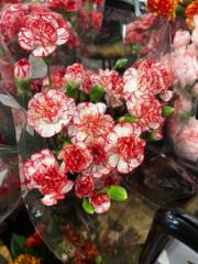 Jannelle Mendez Correa