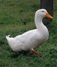 Duck of the Day ???