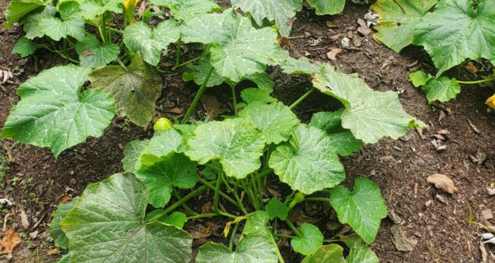 Let's Talk Gardening Fam!