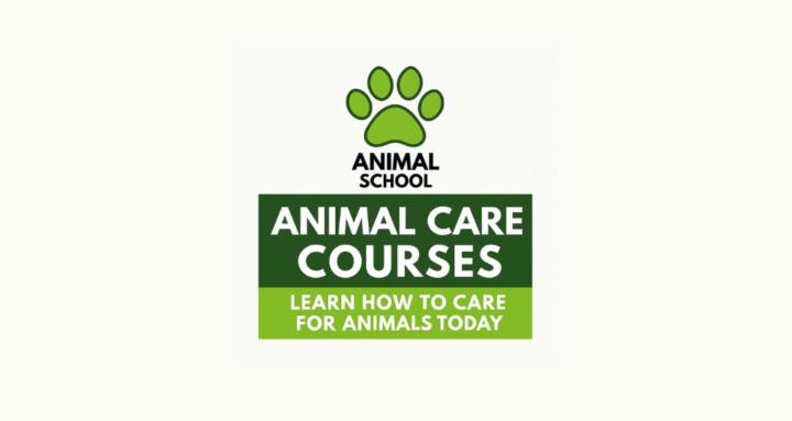 Animal School
