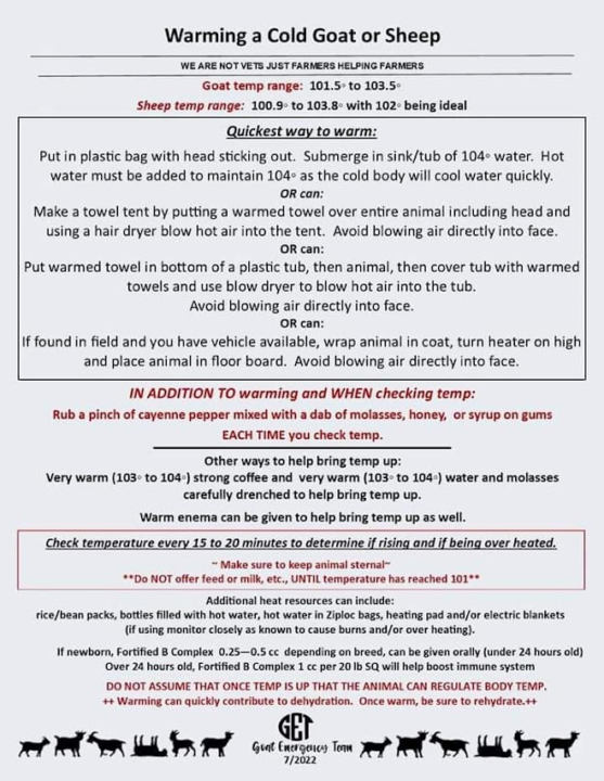 Warming a cold goat or sheep