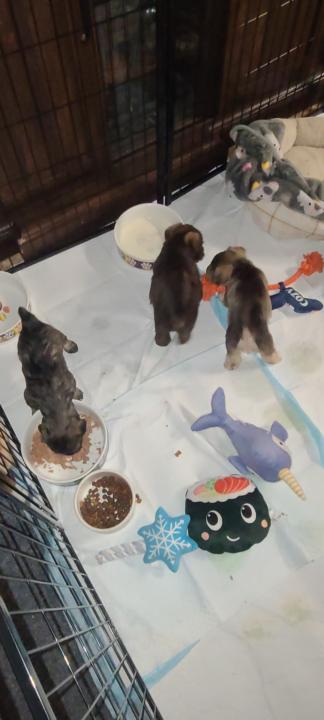 The puppies .....