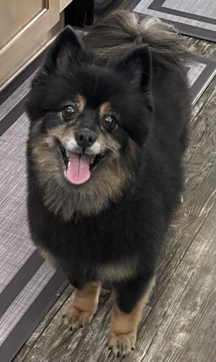 Booboo Bear ready for her close up. 
