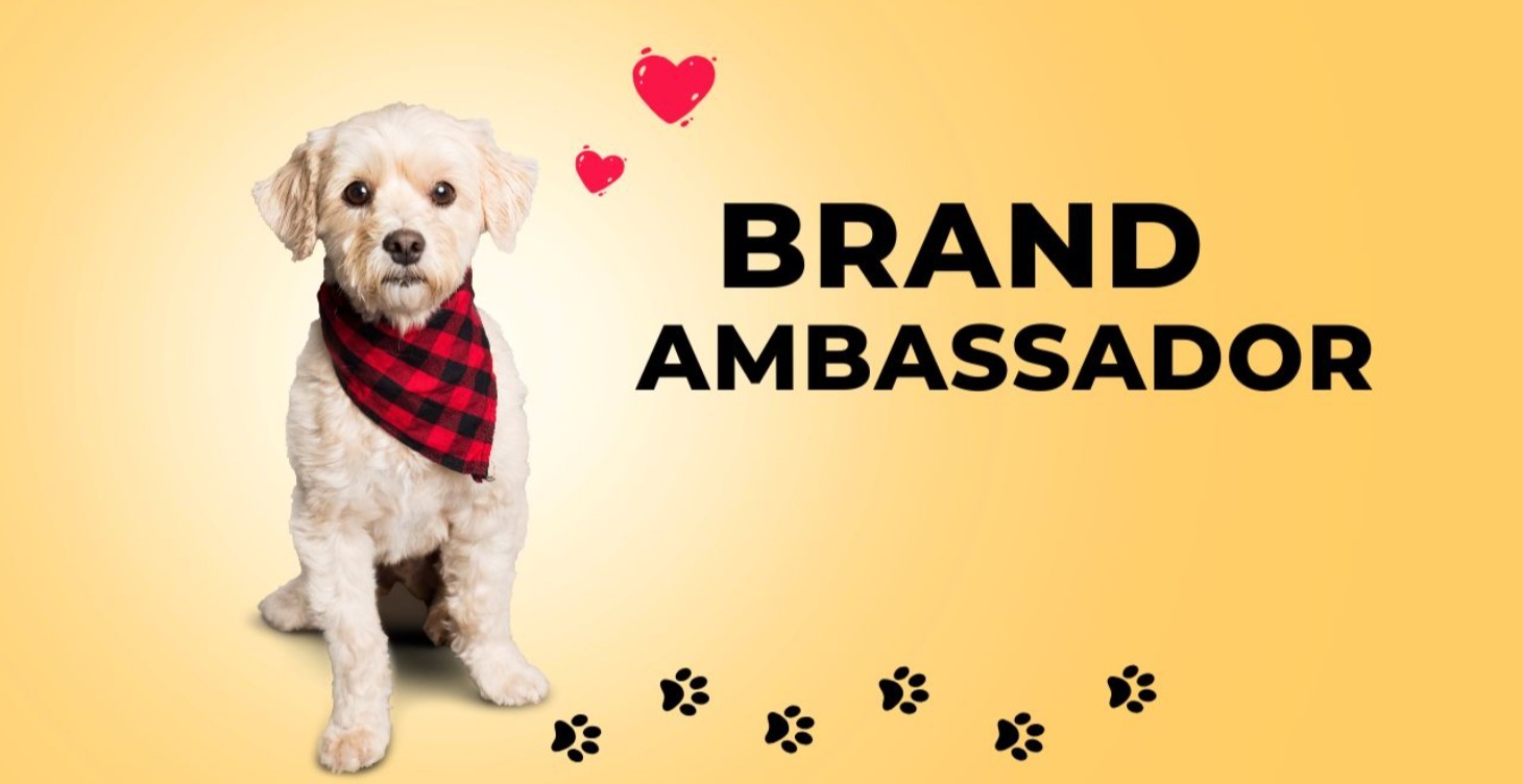 Brand Ambassador