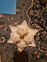 Maren Schwichtenberg