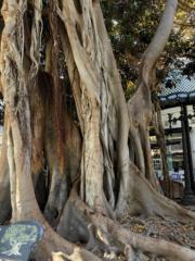 Tamara González Hurtado