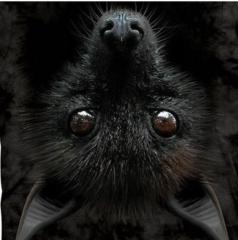 Batty Kay