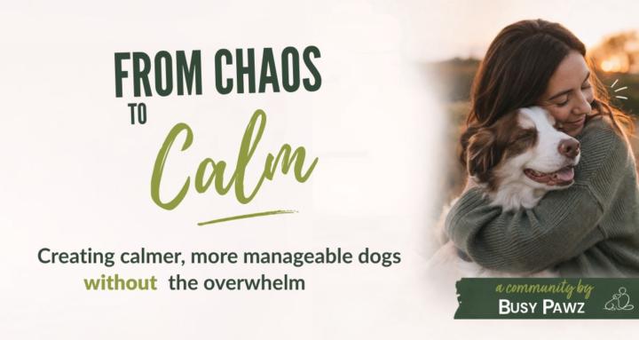 The Calm Dog Project