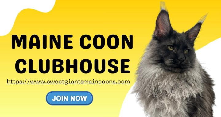 Maine Coon Clubhouse