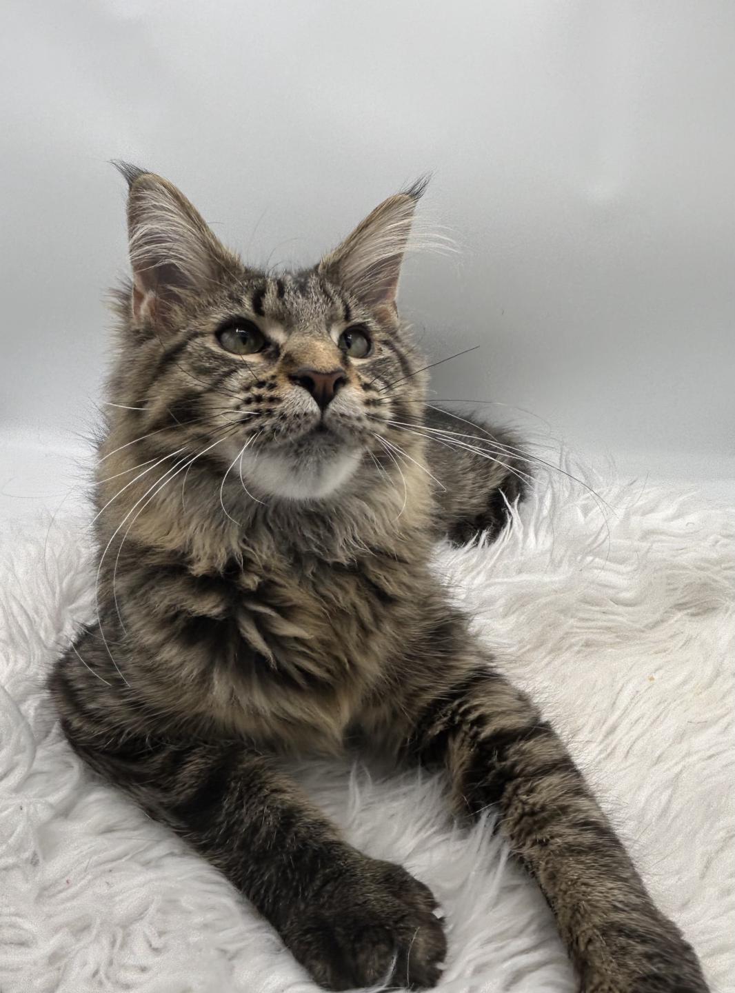 Maine Coon Clubhouse