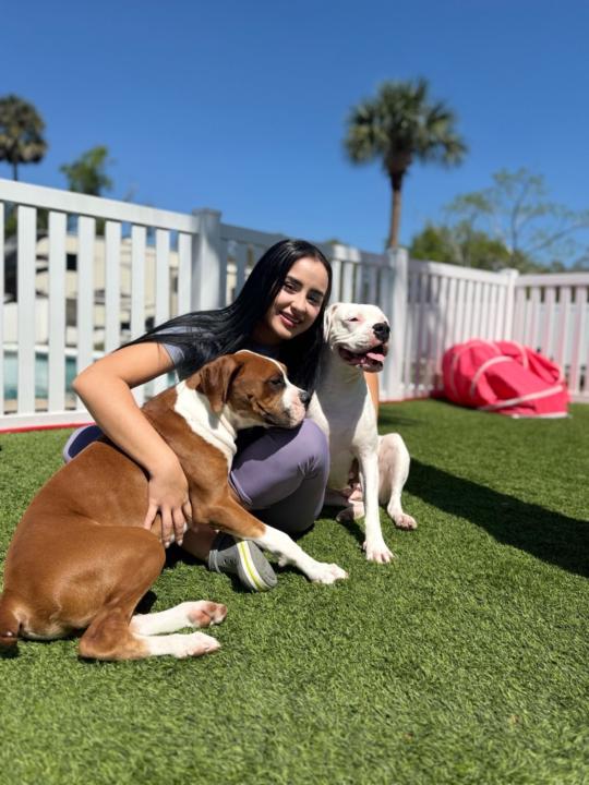 Douglania Balestrini