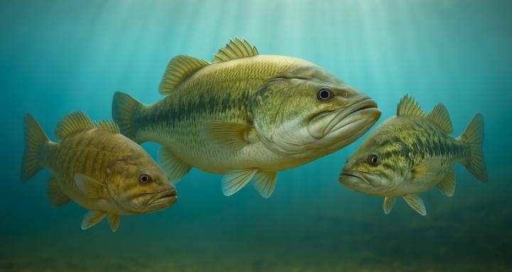 Skool of Bass Fishing