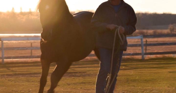 Horsemanship Mastery