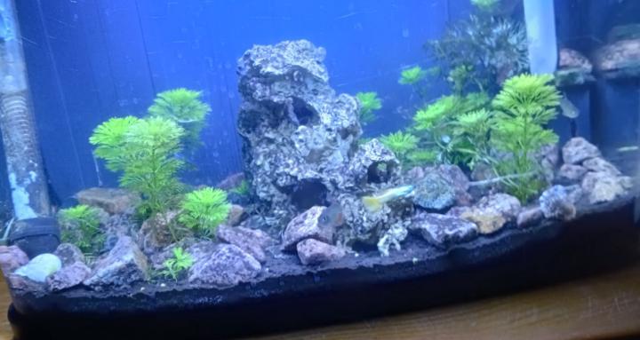 Aquariums