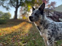 Tiffany Swindlehurst