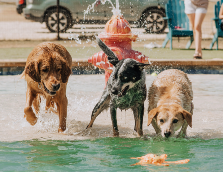 Doggy Birthday party! 