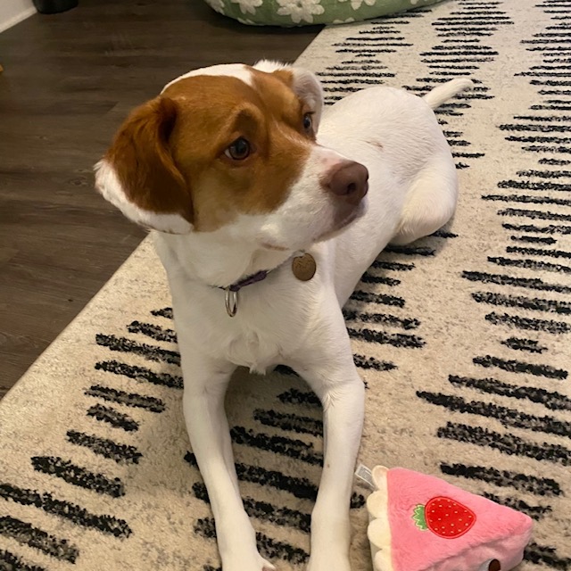 Introduction - Tracy and Nixie - South Austin