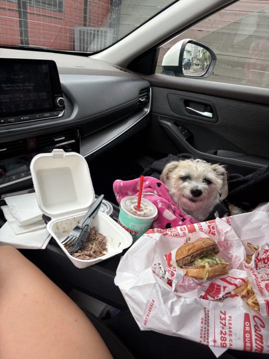 Intro- Nolita 🐶 Spyglass/Zilker/Westlake 