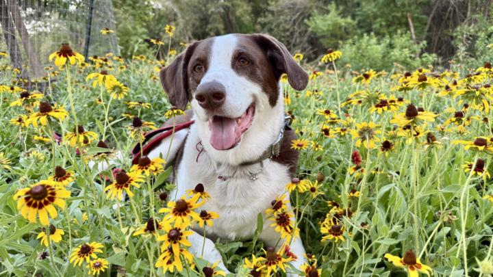 🙋🏻‍♀️ Swapna here with bigboy Max from Cedar park( close to Twin Lakes)