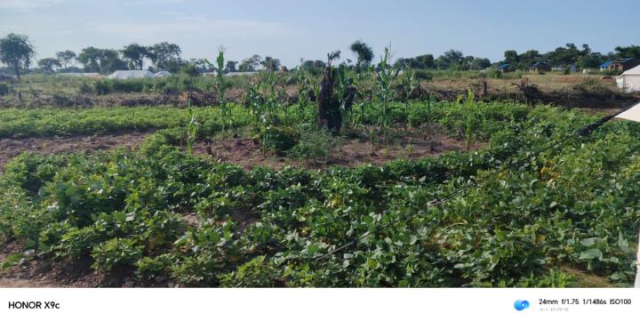 Farah Mohammed Ismail