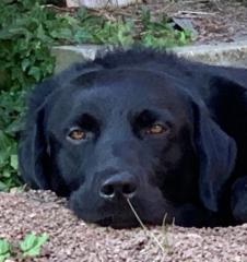 Daniel Kleiszmantatis