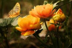 Rose Maria Thomas