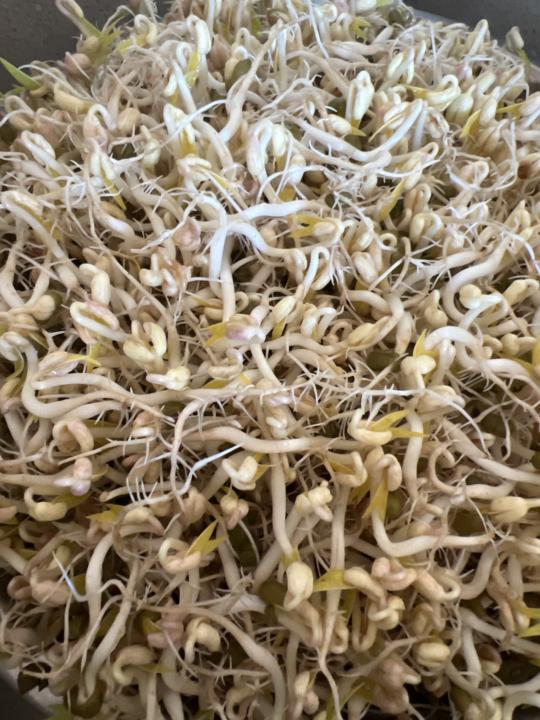Day 4 mung sprouts 