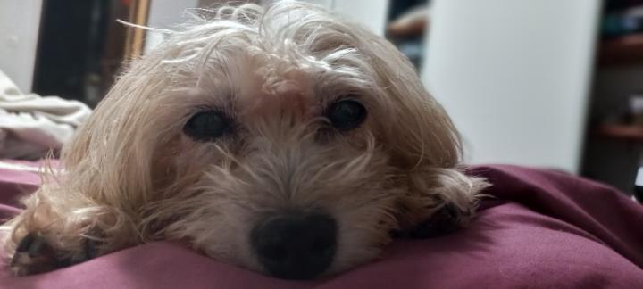 Véronique Guillemot